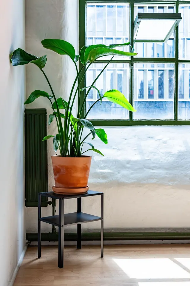 A plant by the window